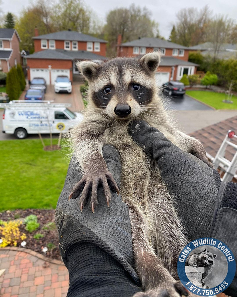 Raccoon Removal