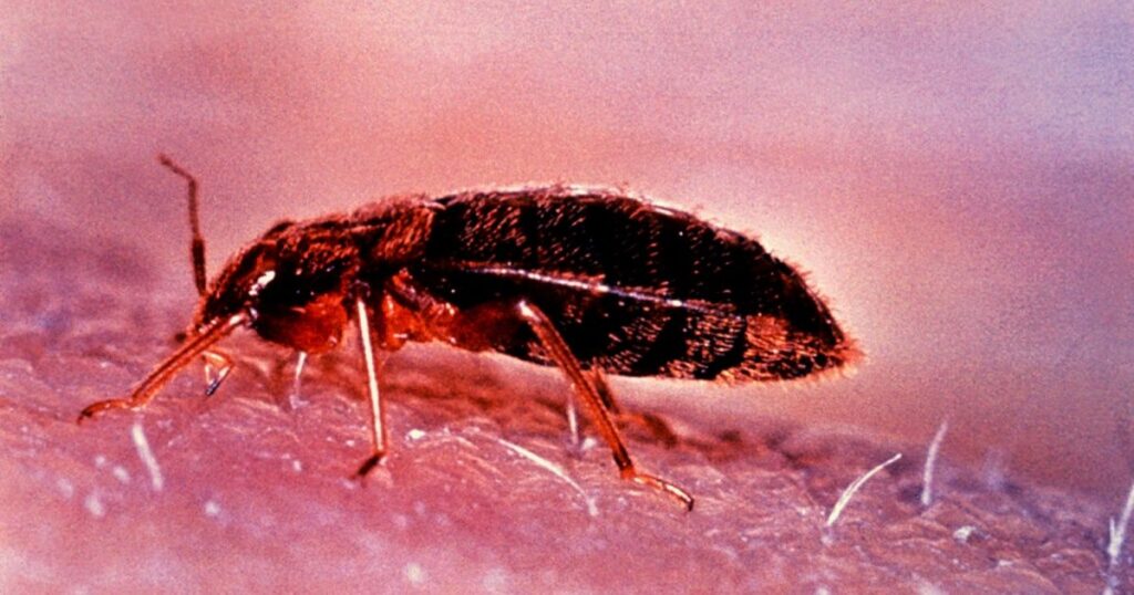 bed bug control London 
